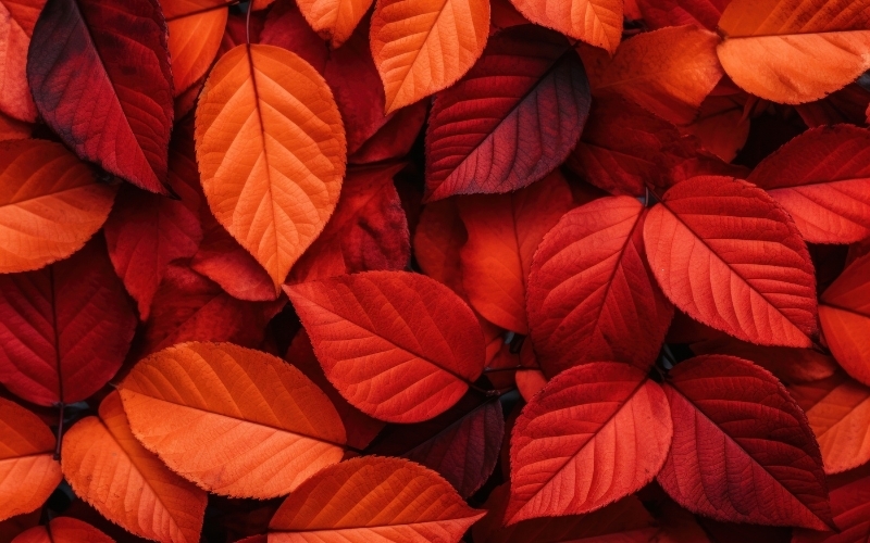 Background đỏ dạng ảnh chụp 6