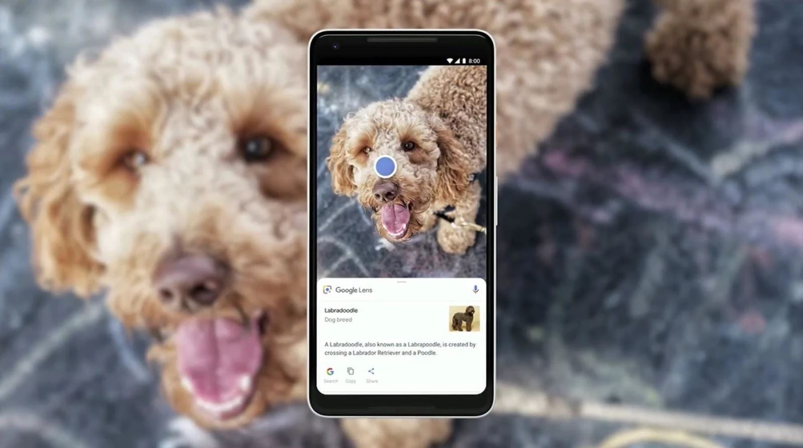 Google Lens tìm ảnh gốc dễ dàng