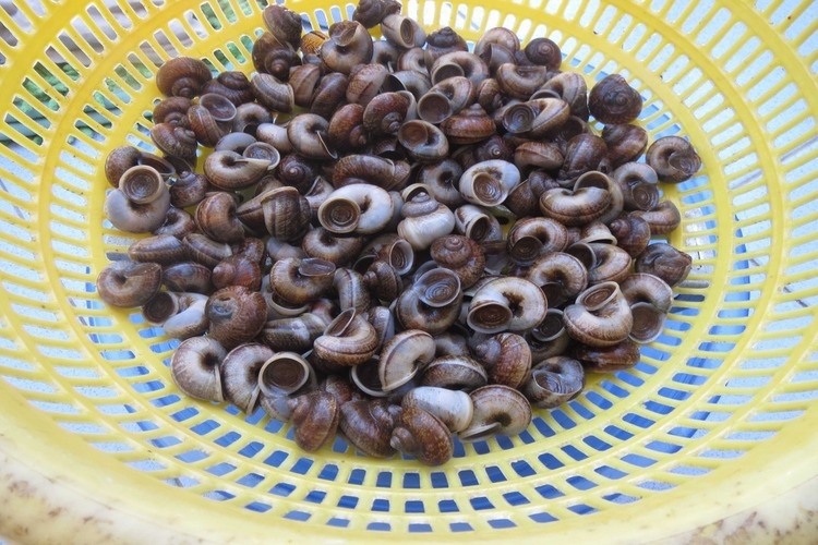 Sơ chế ốc núi trước khi chế biến