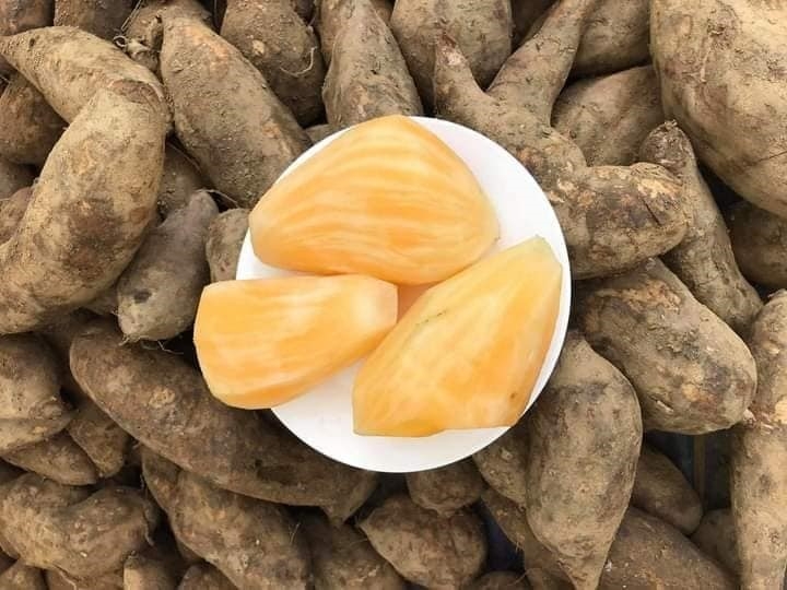 Cách ngâm rượu sâm đất cụ thể chi tiết từng bước cực dễ cho những ai chưa biết 1