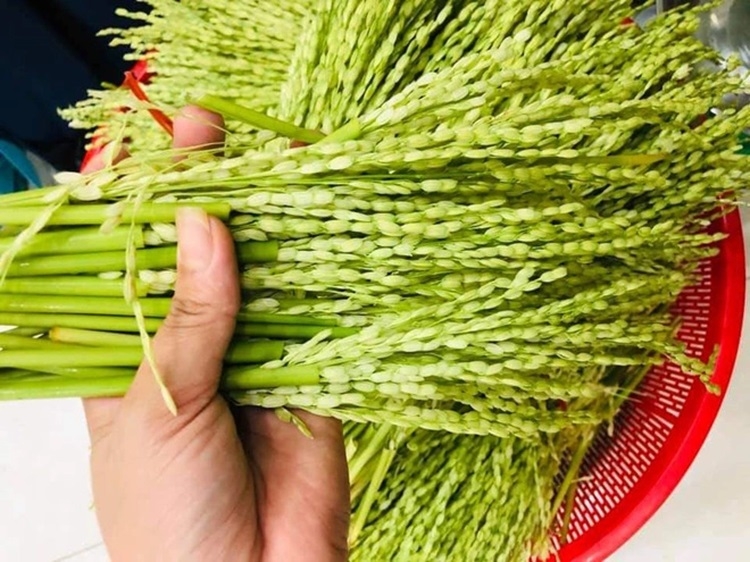 Cách ngâm rượu đòng đòng thơm ngon đúng chuẩn để đạt được hương vị tuyệt hảo nhất 3