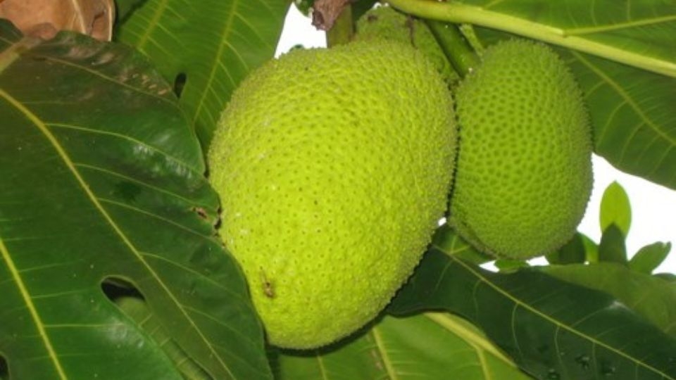 Sử dụng quả sake