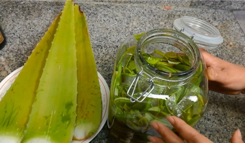 Lợi ích của nha đam mật ong và cách làm đơn giản, hỗ trợ giảm cân, tăng cường sức khỏe 5