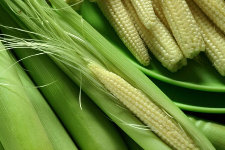 Phương pháp chưng cất rượu ngô bao tử