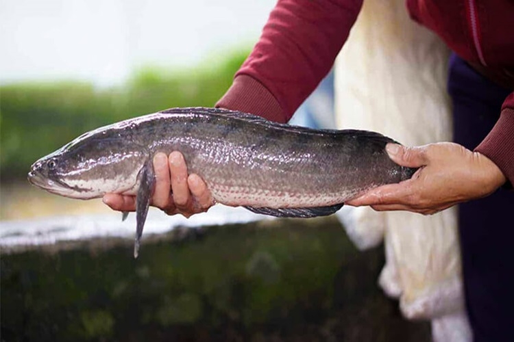 Cách làm cá lóc hấp cuốn bánh tráng dân dã nhưng ăn cực cuốn ngay tại nhà - Hình 2