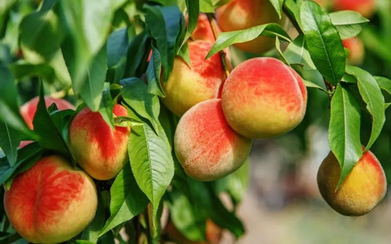 cách ngâm rượu đào hình 4