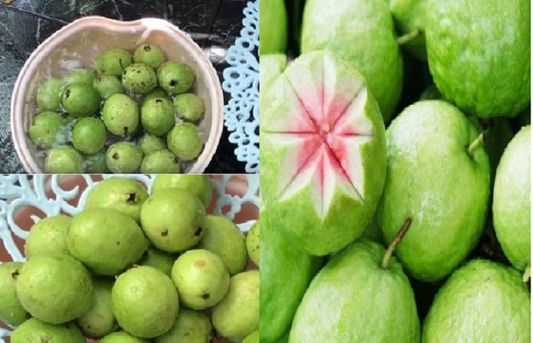 Sơ chế ổi găng