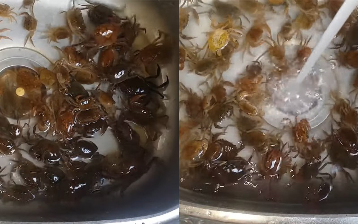 cách làm cua đồng - hình 2