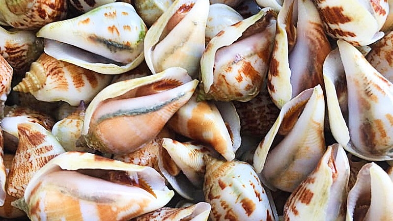 ốc nhảy hấp sả 2