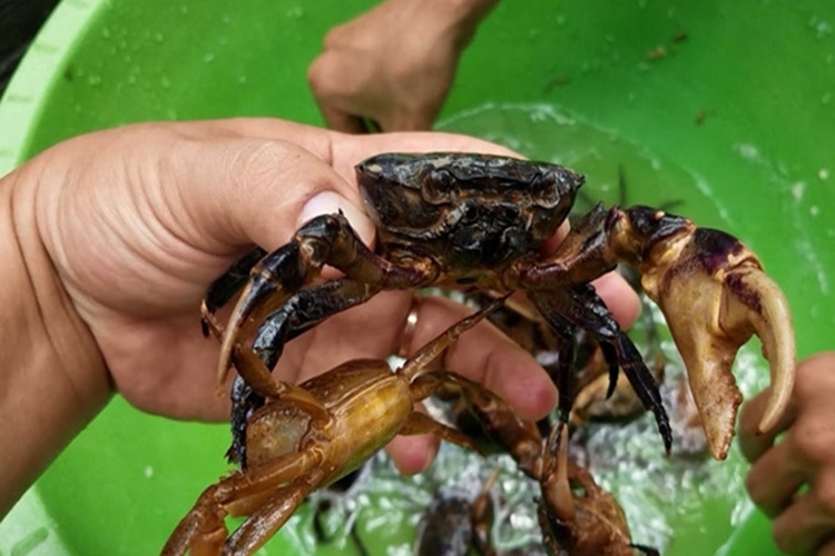 Cua cái thường sẽ có phần yếm hình bầu dục và rộng hơn