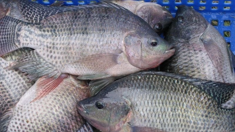 Cá rô phi chiên giòn hình 1