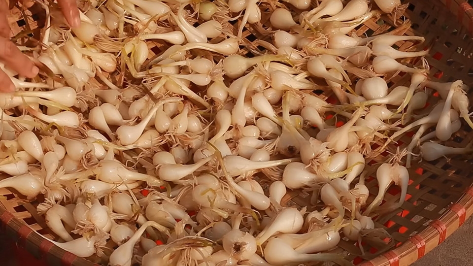 Đem củ kiệu đi phơi nắng