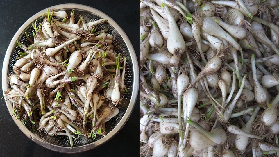 Chọn mua củ kiệu có kích thước vừa phải và tươi ngon