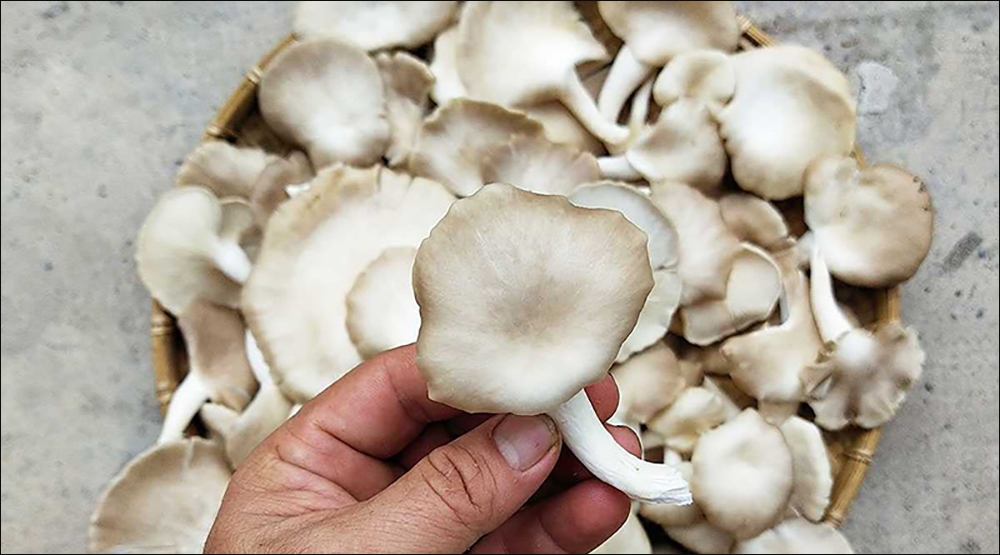 Cách chọn mua nấm bào ngư