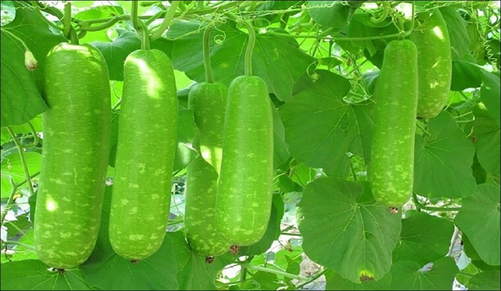 Cách chọn mua bầu ngon