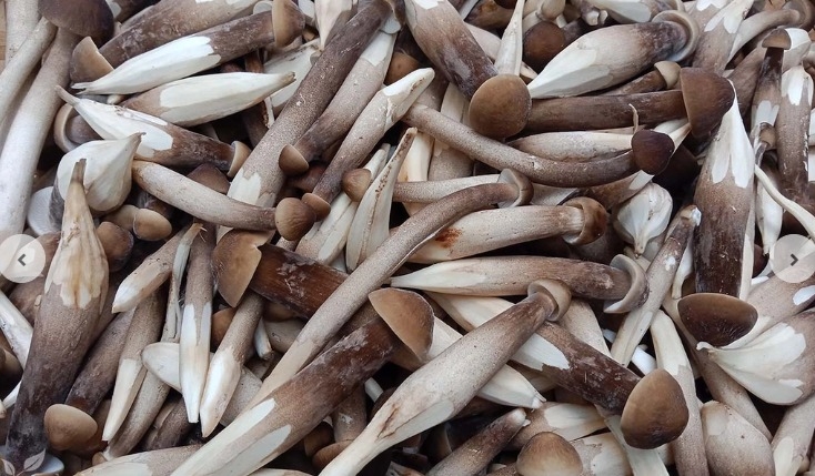 Mẹo chọn nấm mối ngon
