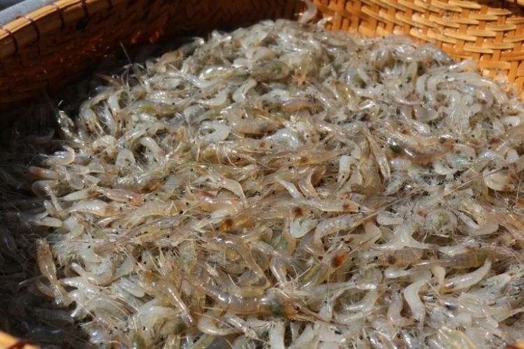 cách làm mắm ruốc (hình 2)