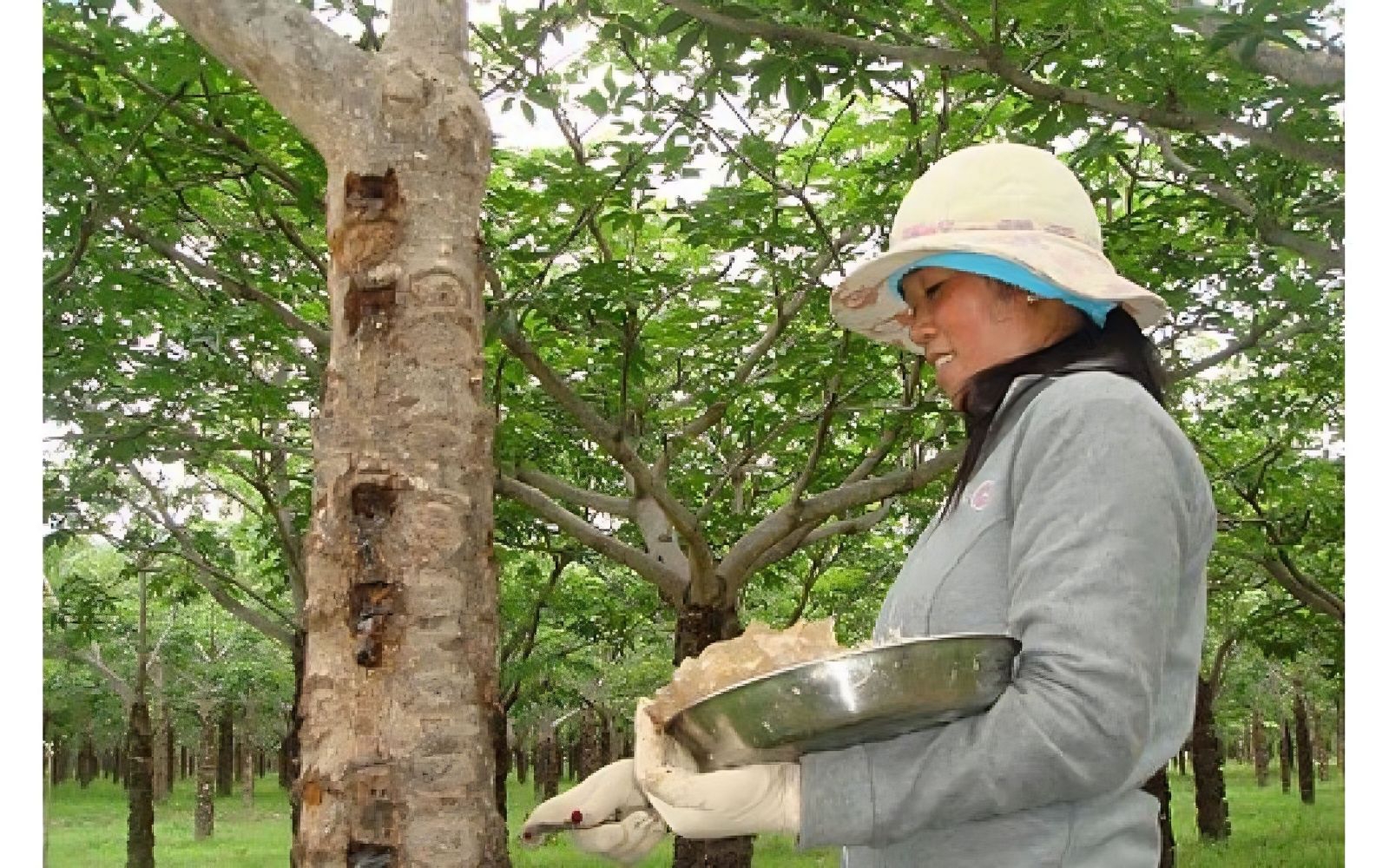 mủ trôm có tác dụng gì hình 2