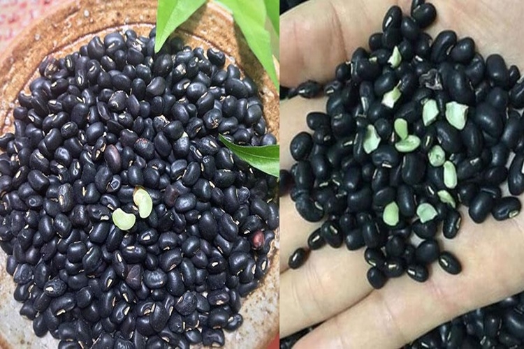 Chọn hạt đỗ đen có màu sắc đen đậm, không có vết nứt