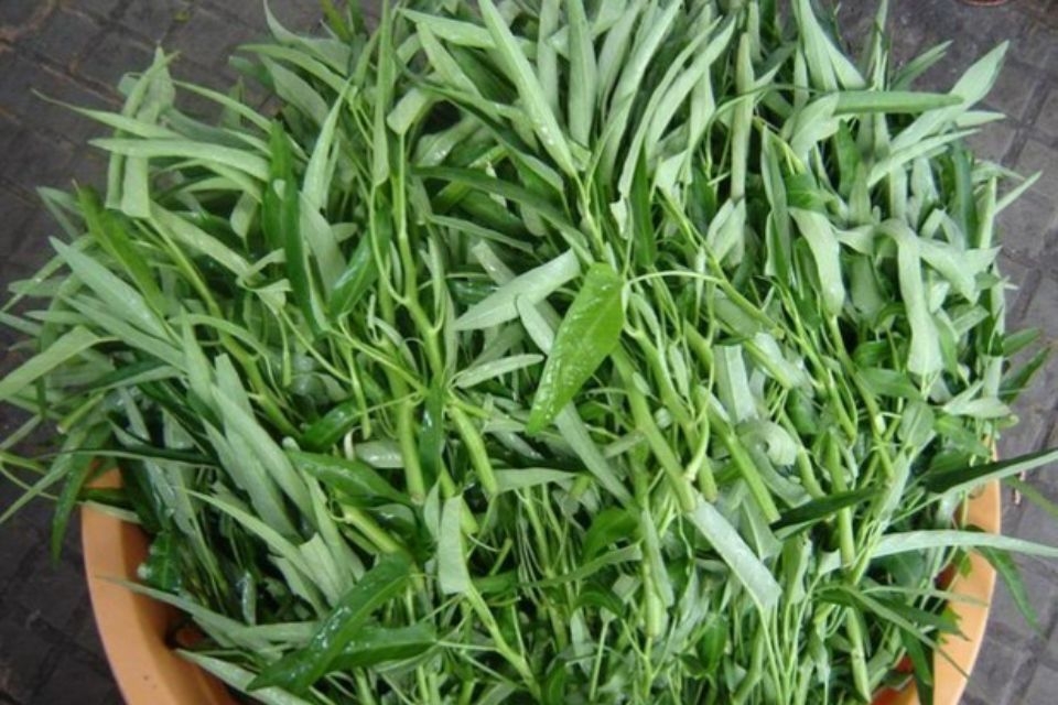 Cọng rau muống non