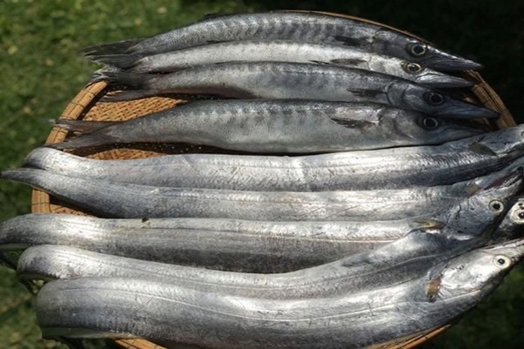 Hướng dẫn làm cá hố kho đậm đà, thơm ngon thích hợp ăn vào những ngày se lạnh - Hình 1