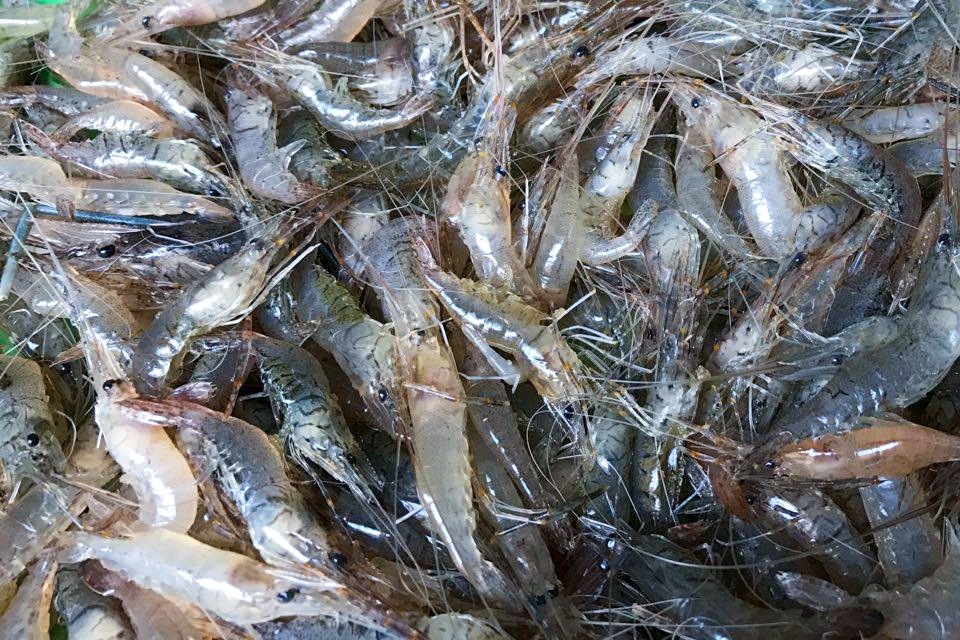 mắm tép đu đủ - hình 1