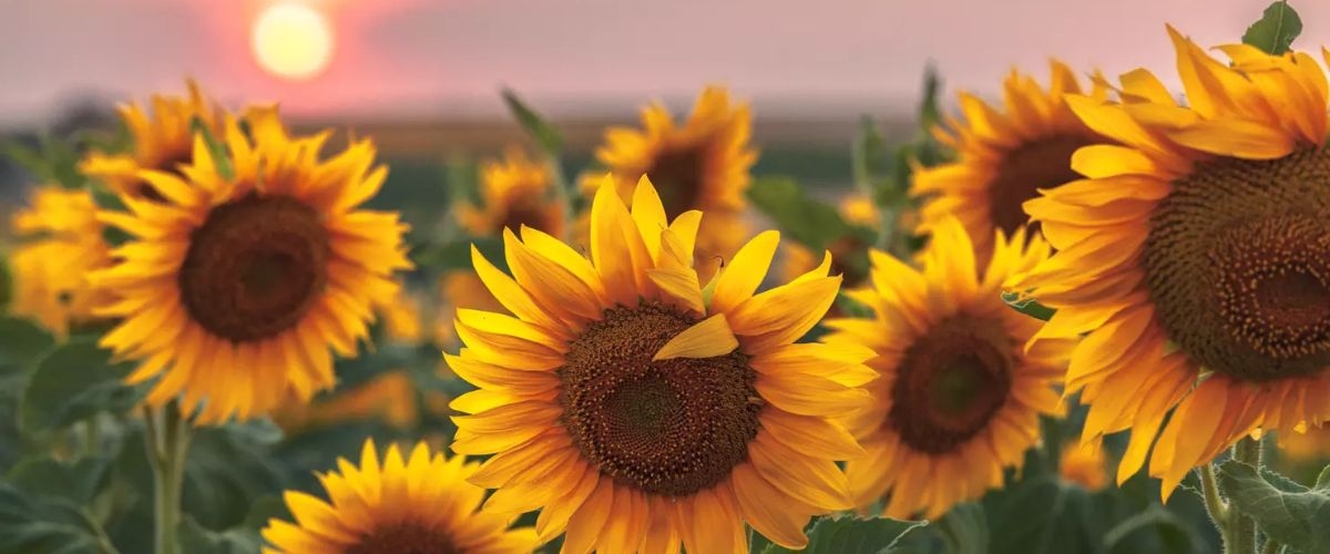 hoa hướng dương