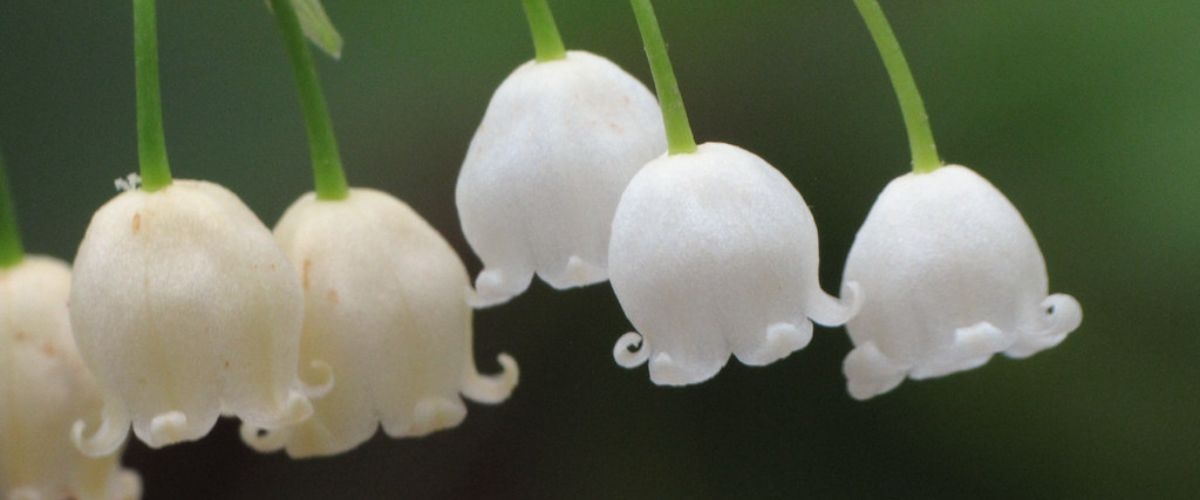 ảnh bìa hoa linh lan