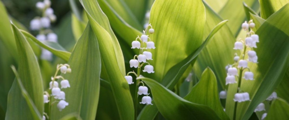 ý nghĩa hoa linh lan