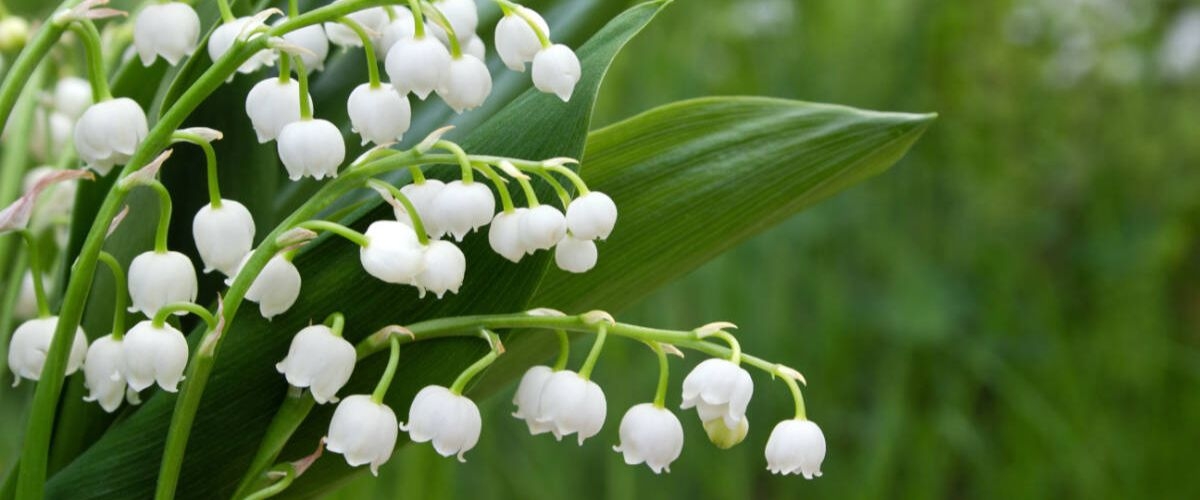 hình bìa facebook hoa màu trắng