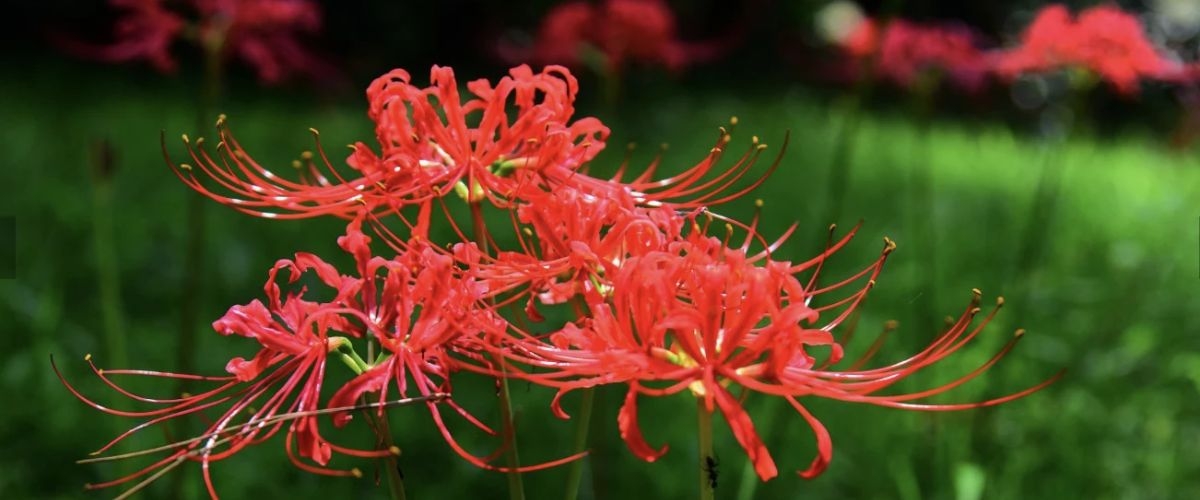 ảnh bìa hoa đẹp