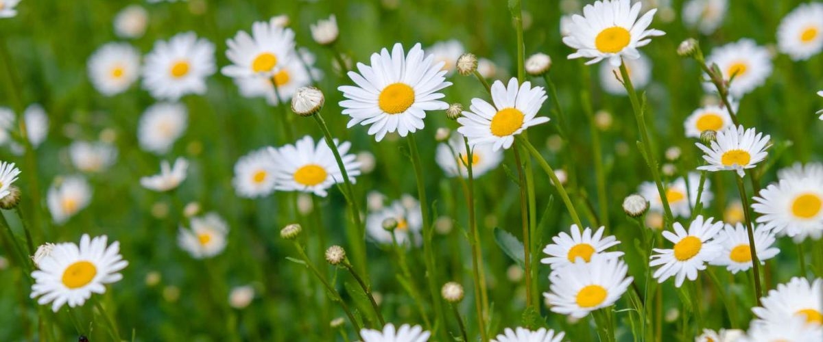 ảnh bìa hoa cúc trắng