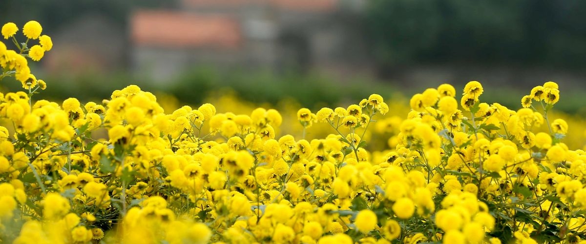 ảnh hoa cúc vàng đẹp