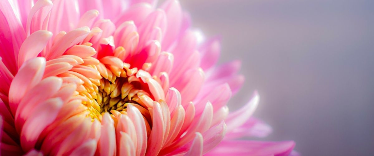 ảnh bìa bông hoa cúc