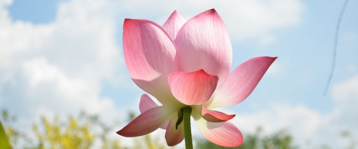 ảnh hoa sen đẹp