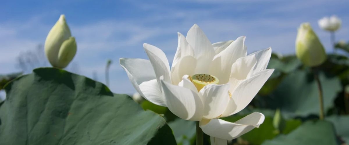 hoa sen trắng