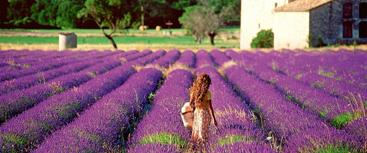 cánh đồng oải hương