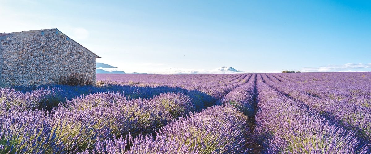 hoa oải hương tím