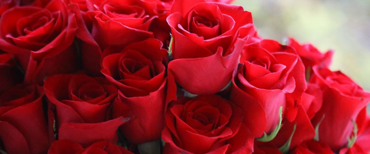 ảnh bìa hoa hồng