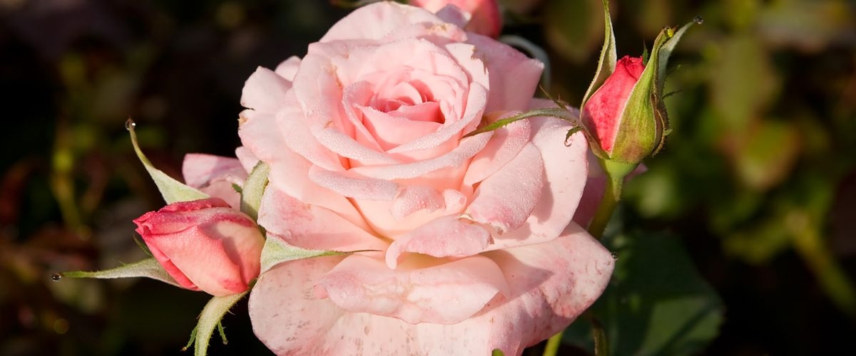 ảnh bìa facebook hoa hồng