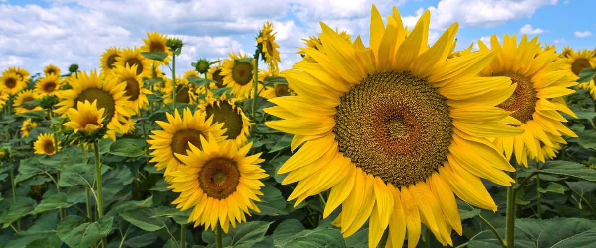 ảnh bìa hoa hướng dương