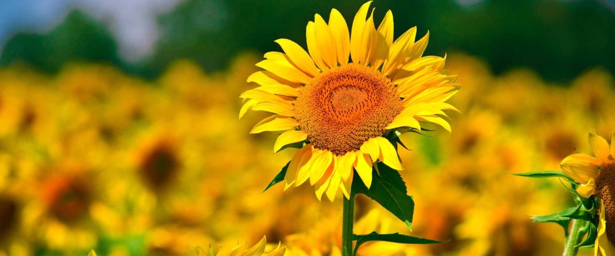 hình bìa hoa hướng dương