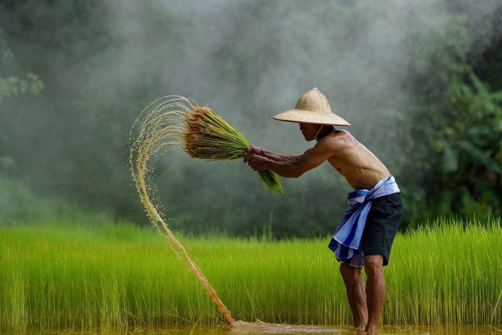 STT Quê hương - 3