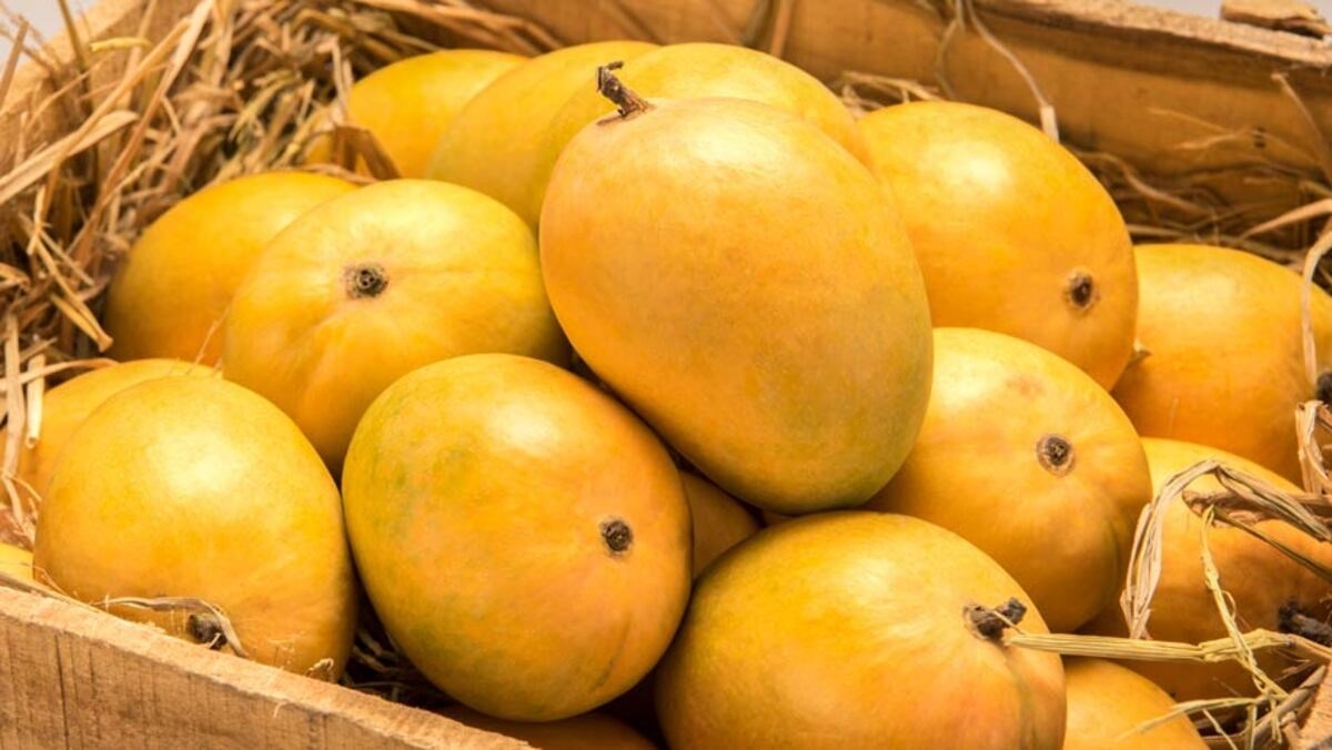 cách làm thạch xoài chọn xoài ngon