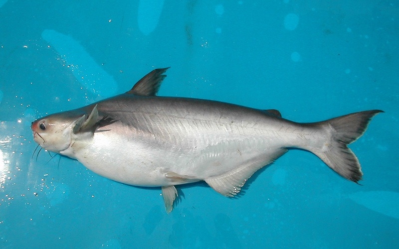 Cá hú kho tiêu (ảnh 1)
