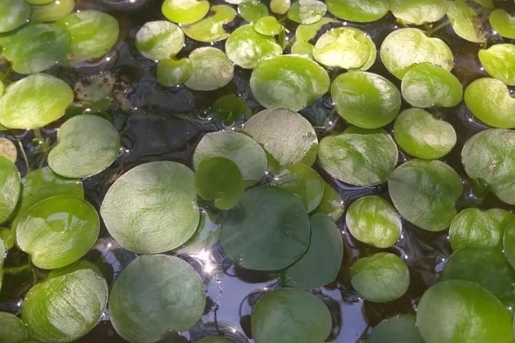 Bèo Nhật