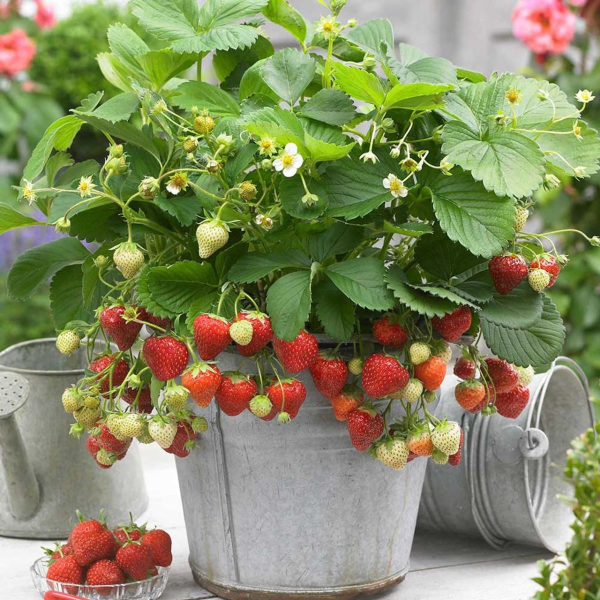 Cách trồng dâu tây bằng hạt 2