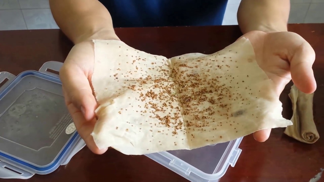 Cách trồng dâu tây bằng hạt 5