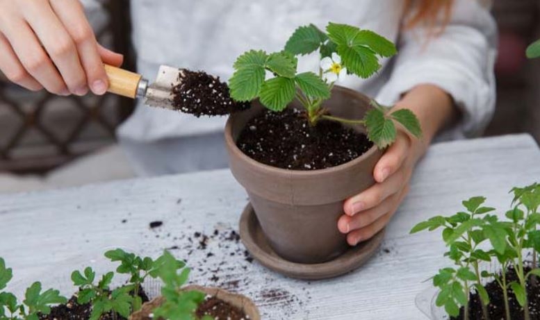 Cách trồng dâu tây bằng hạt 7
