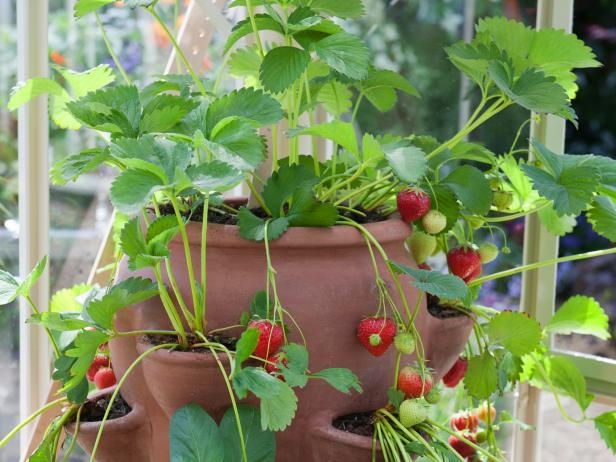 Cách trồng dâu tây bằng hạt 8